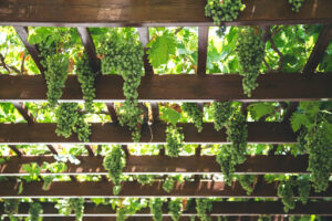 how wine is made